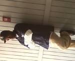 Date this young United States man Crip from Dallas US7414